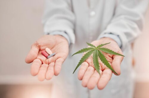 Medicinsk cannabis for halv pris: Hvordan randers og schweiz samarbejder om patienternes fremtid