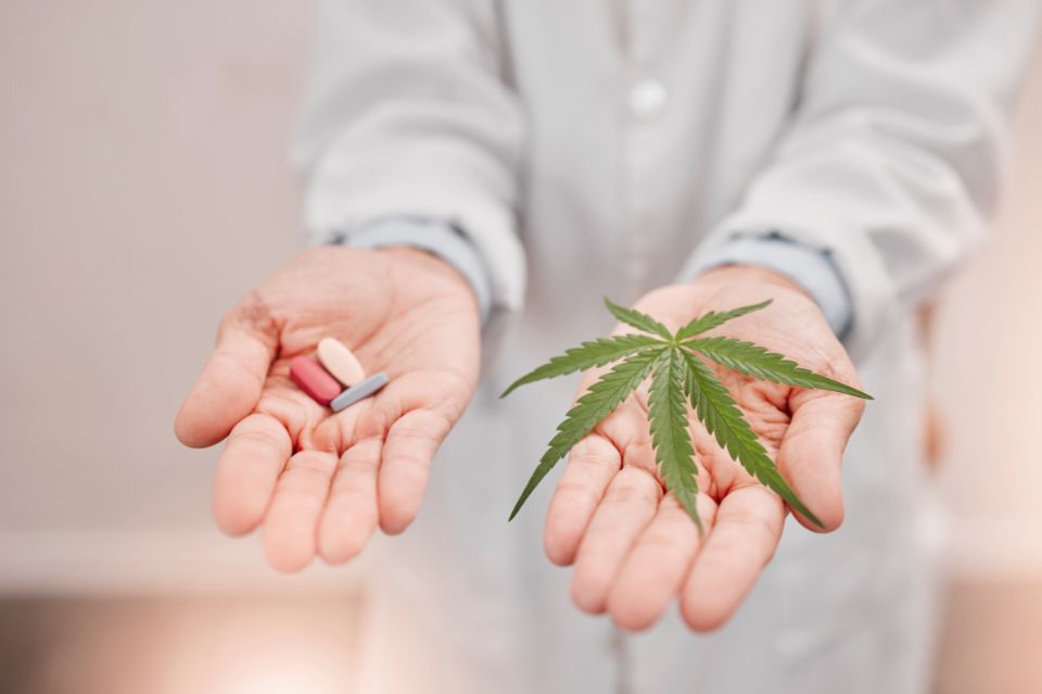 Medicinsk cannabis for halv pris: Hvordan randers og schweiz samarbejder om patienternes fremtid