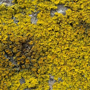 Sådan fjerner du alger effektivt fra fliser og facader – trin for trin guide