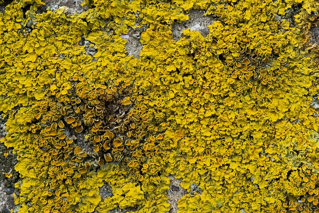 Sådan fjerner du alger effektivt fra fliser og facader – trin for trin guide