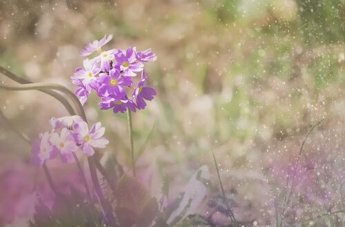 Sådan dyrker du smukke Primulaer i din have året rundt
