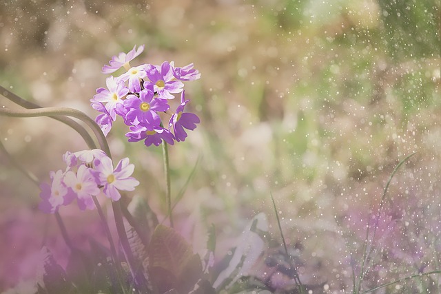 Sådan dyrker du smukke Primulaer i din have året rundt